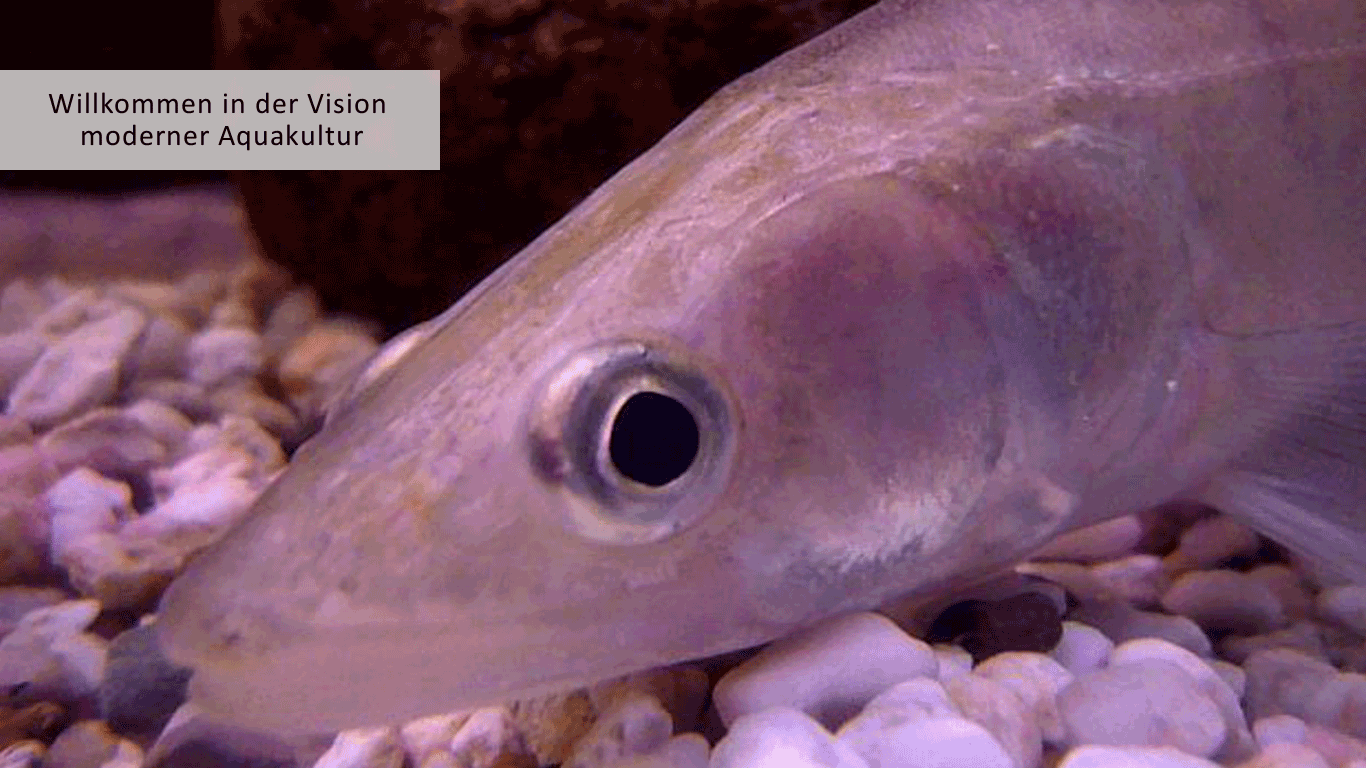 Zanderkopf (Sander lucioperca) im Aquarium einer Indoor Fischfarm von Smartfisch UG. Unser europäischer Zander gehört zu den komplexen Fischen nachhaltiger traditioneller wie industrieller Aquakultur. Anspruchsvolle integrale Kreislaufanlagen mit zuverlässiger Fischtechnik sind notwendig, um diesen wertvollen Speisefisch dauerhaft zu züchten. Pikeperch, ein wichtiger Zielfisch unserer Hatchery Reprofisch. Technofisch Wasseraufbereitung wird auf den bestachelten Ritter des Süßwassers modifiziert.